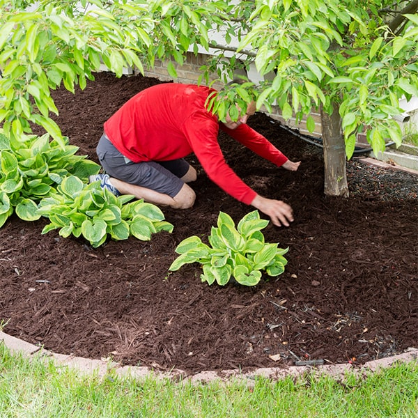 mulch installation it is recommended to replace mulch once a year to maintain its effectiveness in suppressing weed growth and retaining moisture